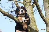 GRAND BOUVIER SUISSE 021